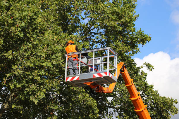 Best Storm Damage Tree Cleanup  in USA